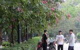 Tím biếc một góc trời Hà Nội